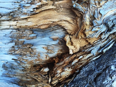 浅棕色和蓝色树皮的抽象纹理